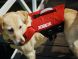 Pet Vest Red Спасательный жилет для собаки